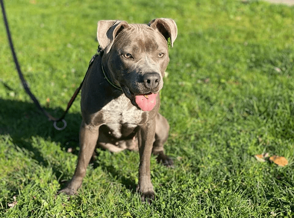 Icy - American Staffordshire Terrier - Bild 1