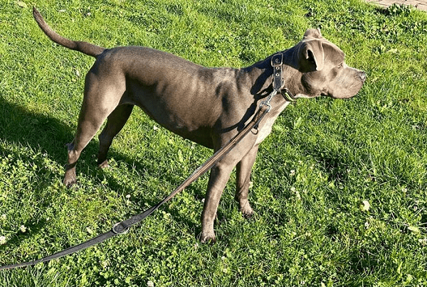 Icy - American Staffordshire Terrier - Bild 2