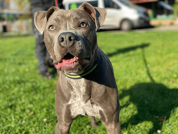 Icy - American Staffordshire Terrier - Bild 3