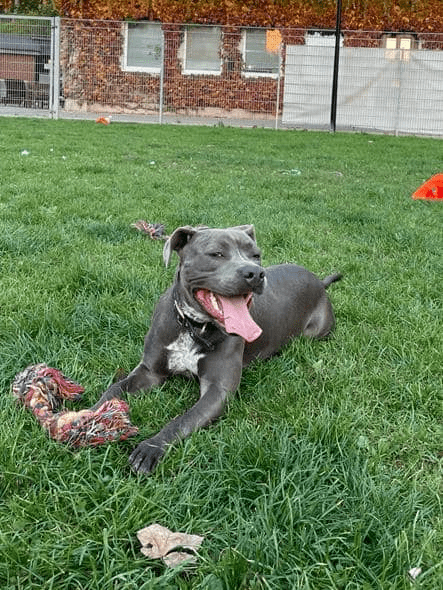 Icy - American Staffordshire Terrier - Bild 4