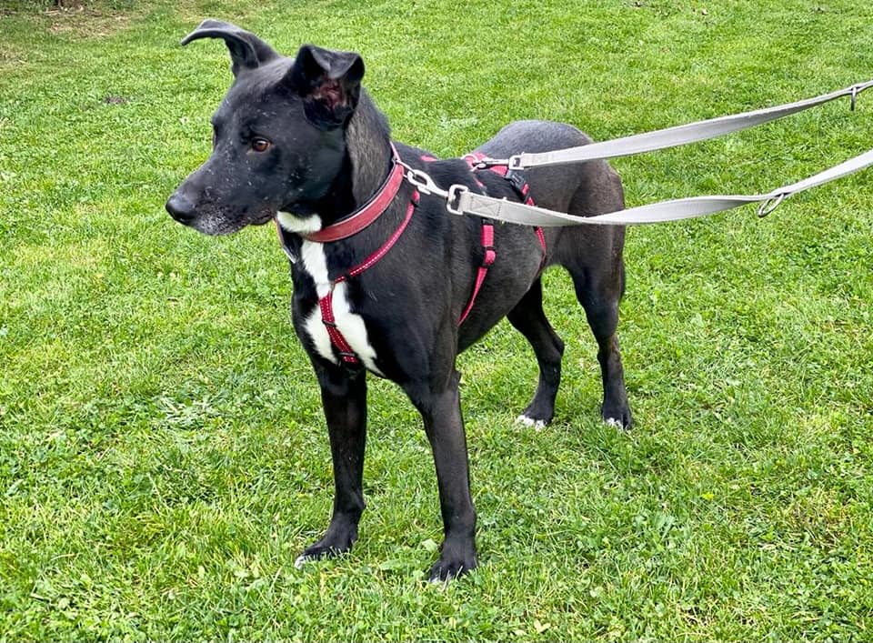 Kiwi - Labrador Retriever - Bild 1