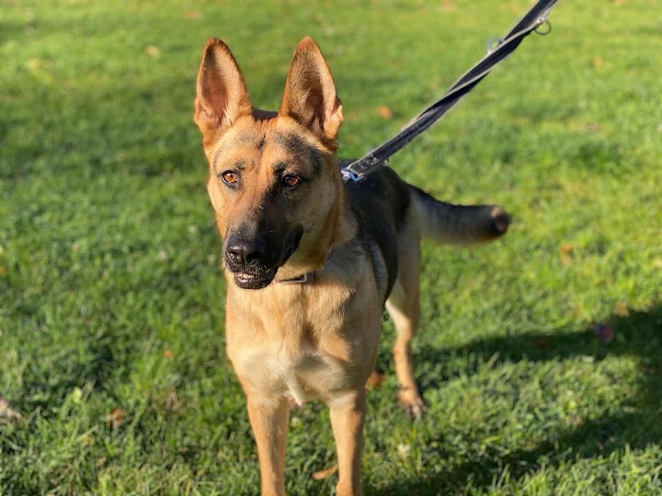 Gretel - Deutscher Schäferhund - Bild 1