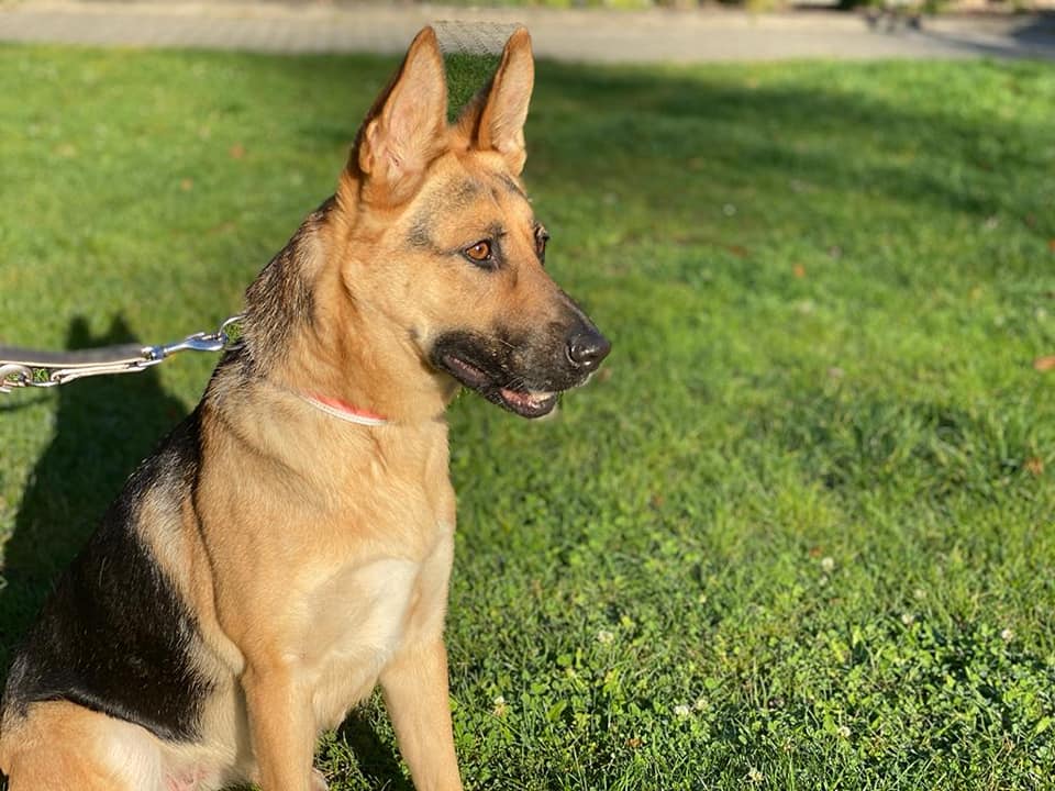 Gretel - Deutscher Schäferhund - Bild 2