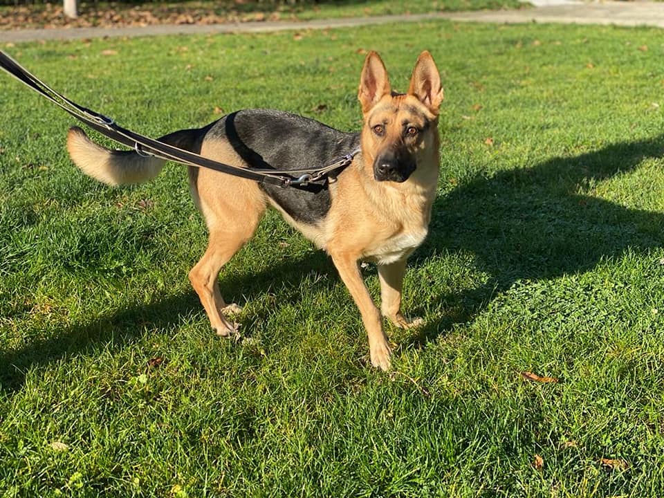 Gretel - Deutscher Schäferhund - Bild 3