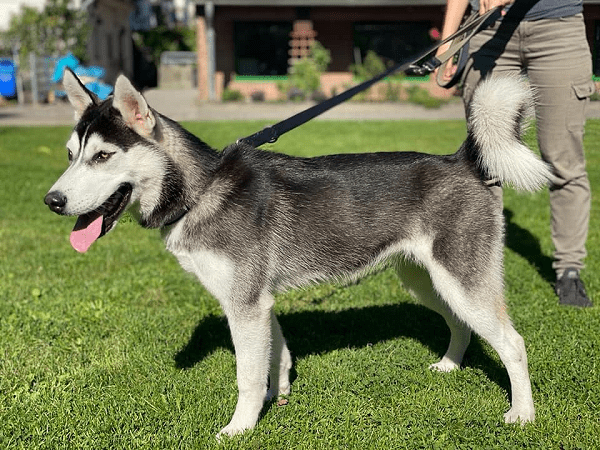 Bounty - Siberian Husky - Bild 1