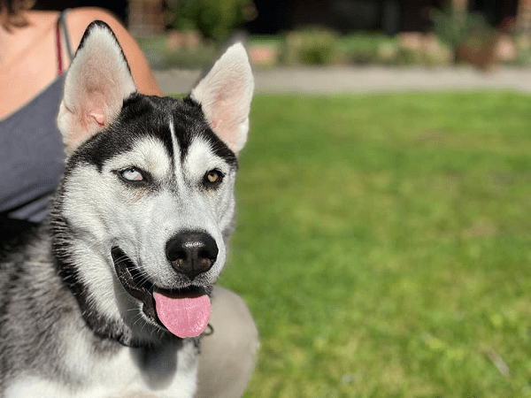 Bounty - Siberian Husky - Bild 2