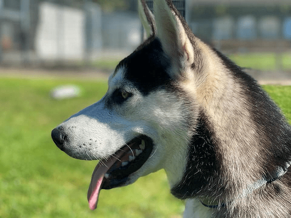 Bounty - Siberian Husky - Bild 3