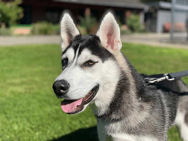 Bounty - Siberian Husky - Bild 4