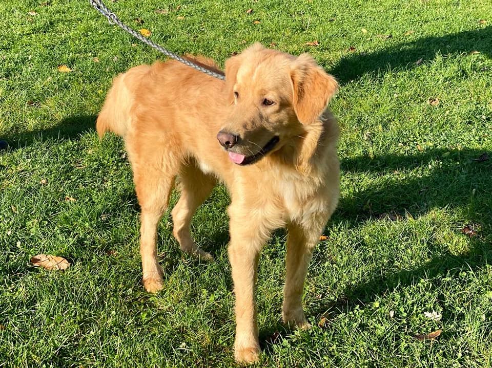 Sam - Golden Retriever - Bild 1