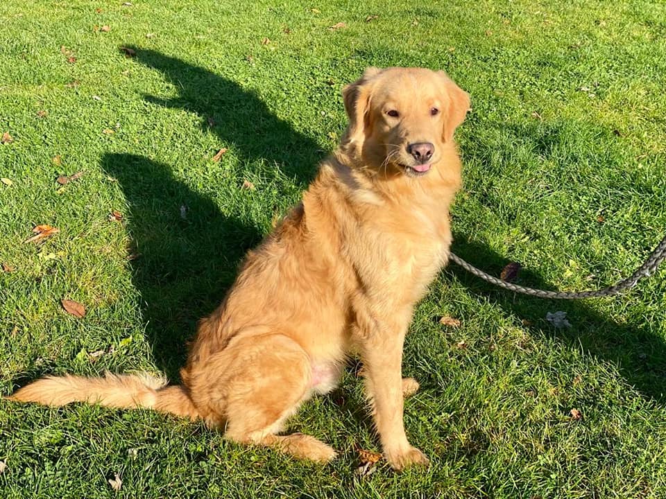 Sam - Golden Retriever - Bild 2