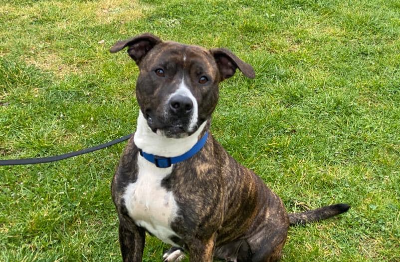 Cookie - American Staffordshire Terrier - Bild 1