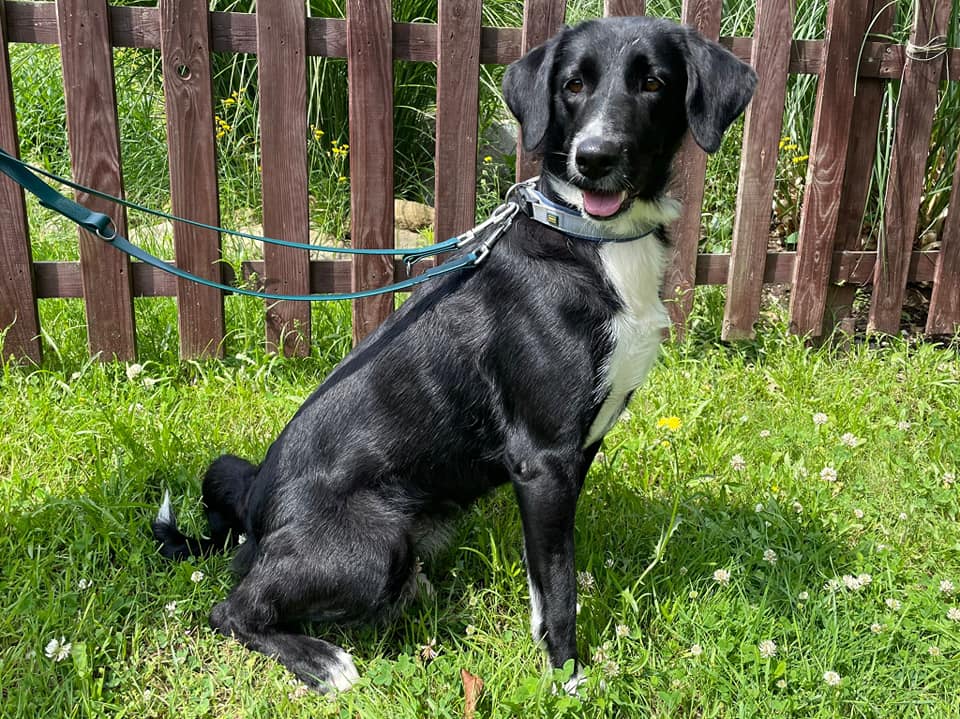 Yara - Labrador Retriever - Bild 1