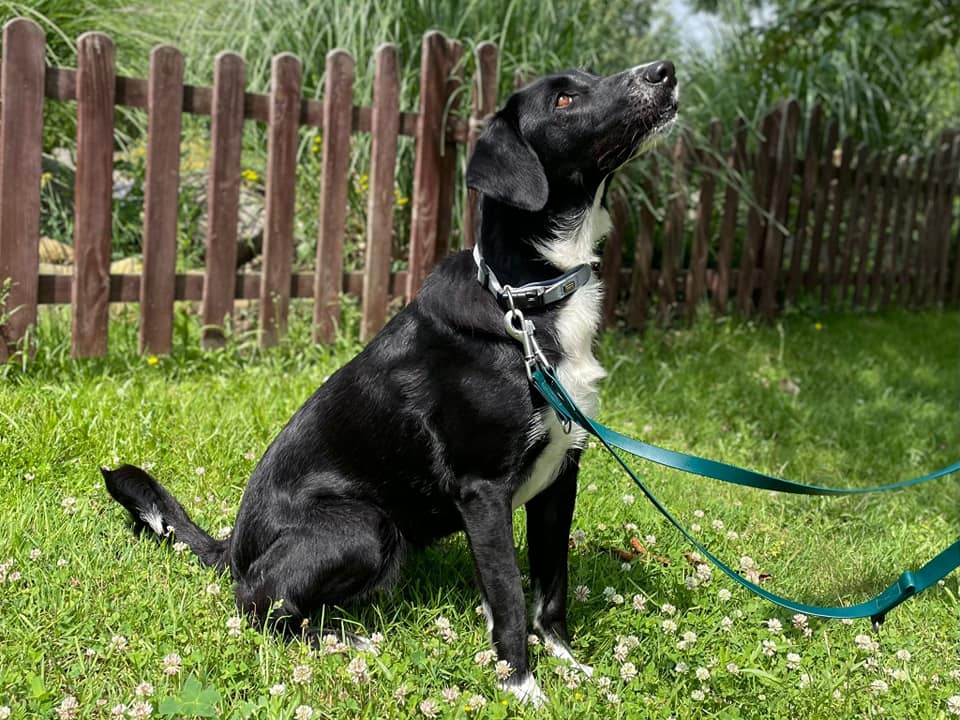 Yara - Labrador Retriever - Bild 2