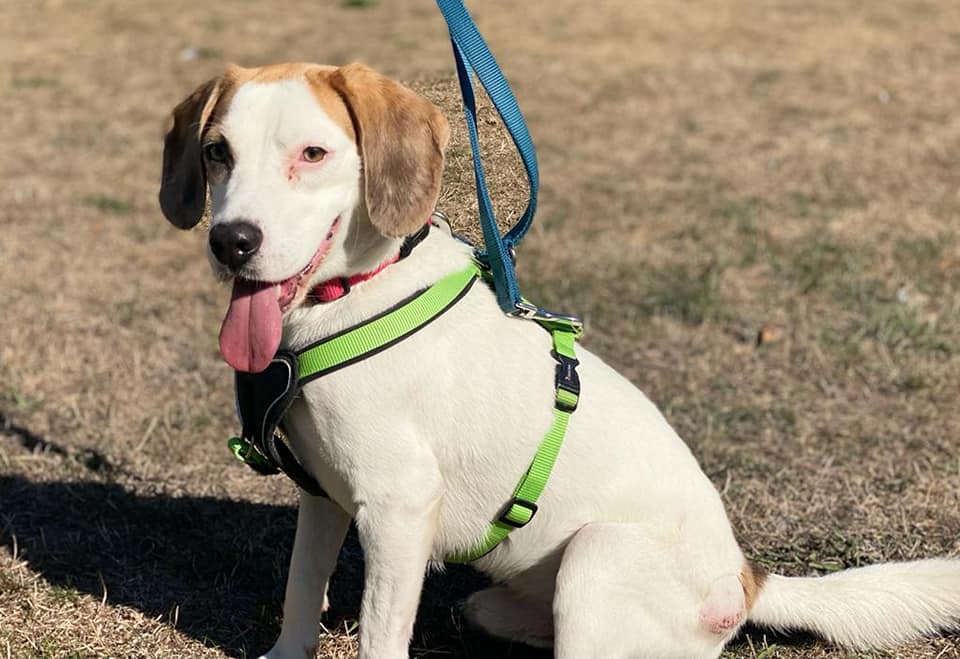 Frodo - Beagle - Bild 2