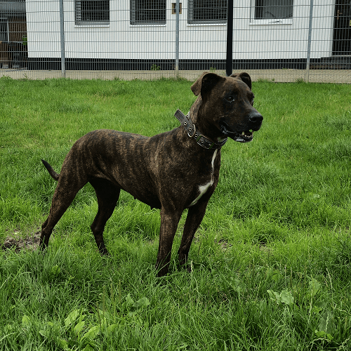 American Staffordshire Terrier Elli
