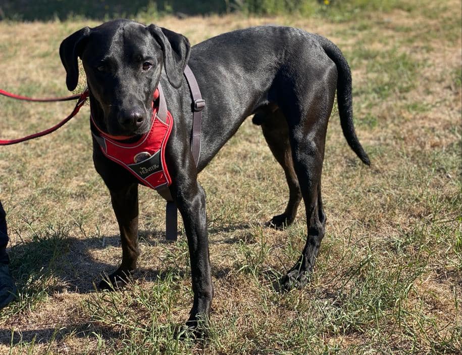 Karl - Labrador Retriever - Bild 1