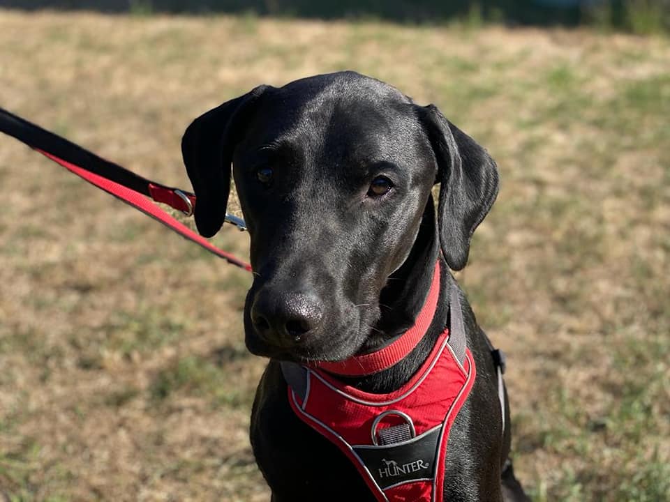 Karl - Labrador Retriever - Bild 2