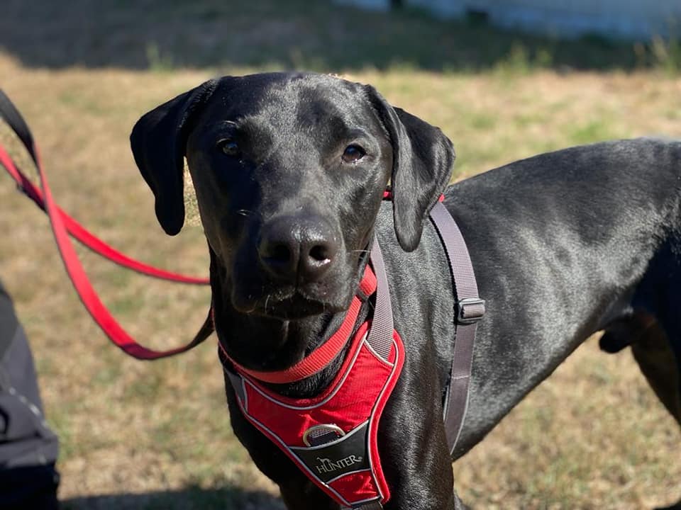 Karl - Labrador Retriever - Bild 3