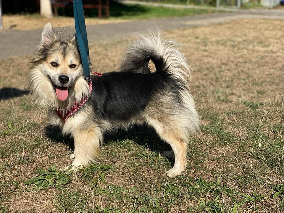 Deutsche Spitze-Mix Gino