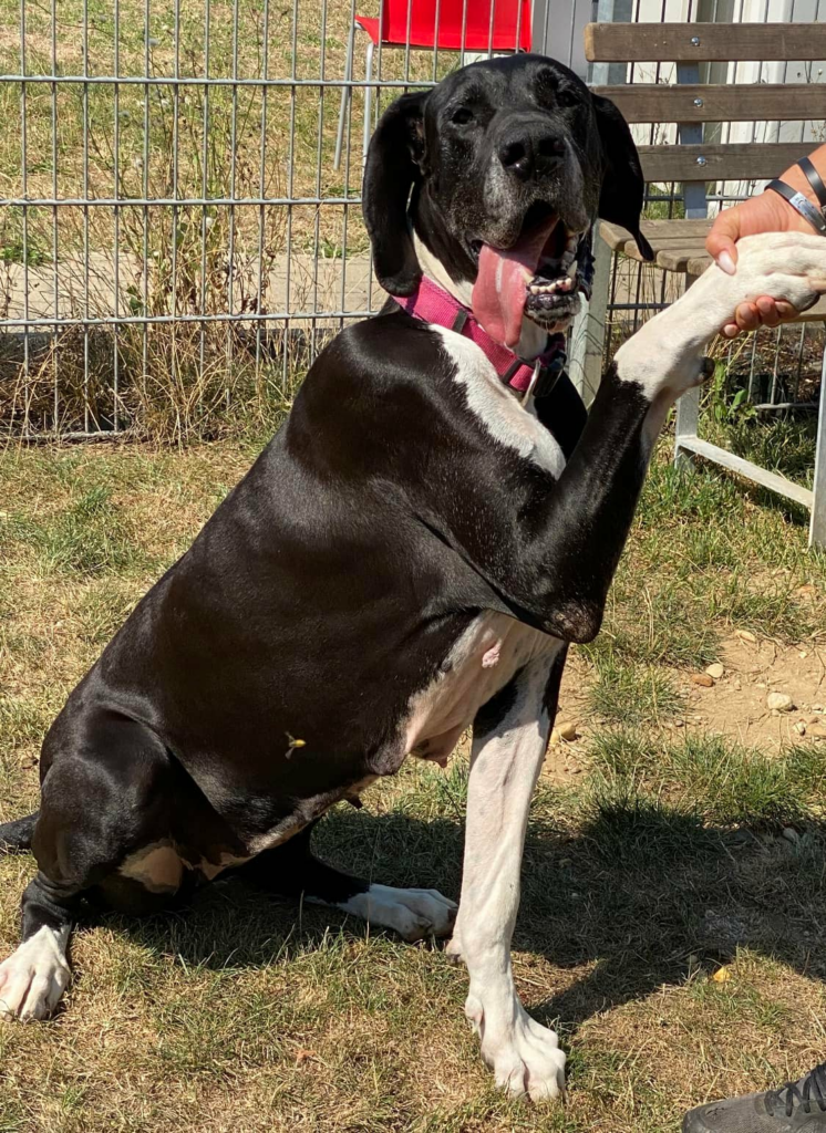 Elly - Deutsche Dogge - Bild 1