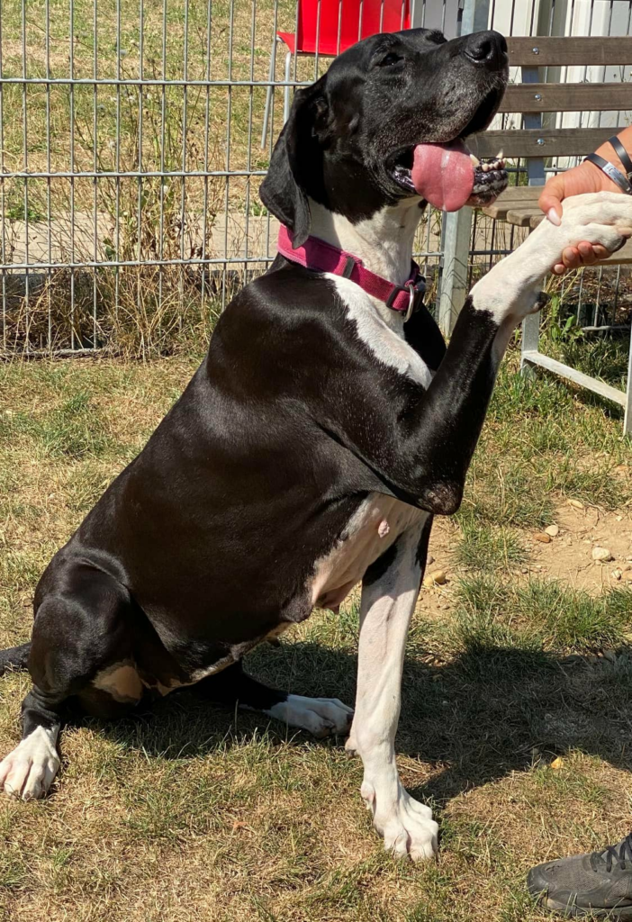 Elly - Deutsche Dogge - Bild 2