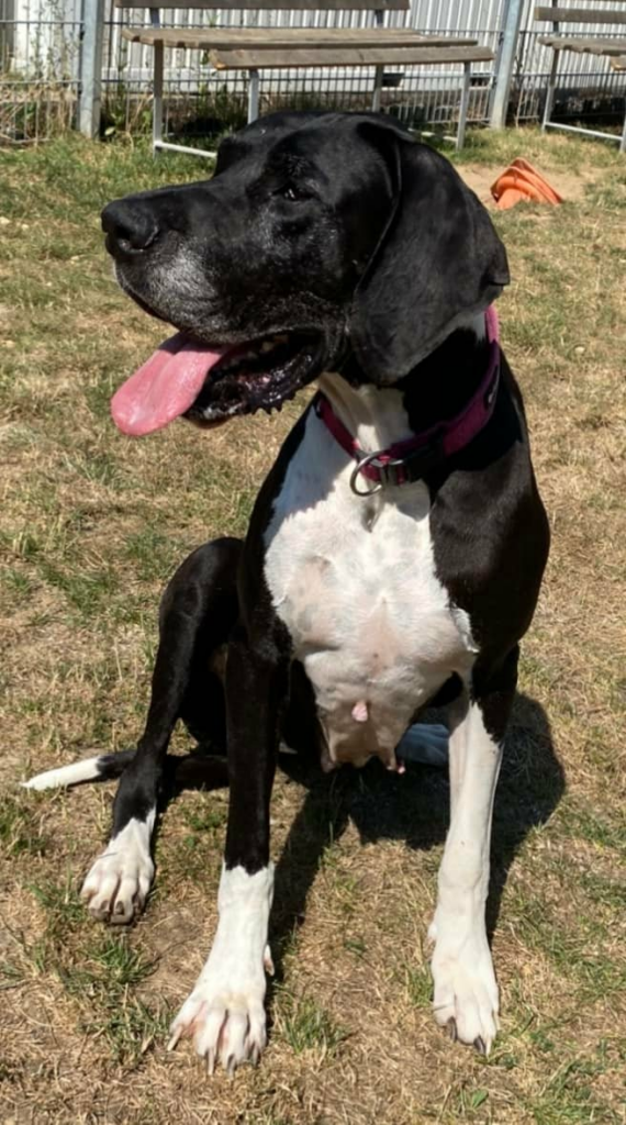 Elly - Deutsche Dogge - Bild 3