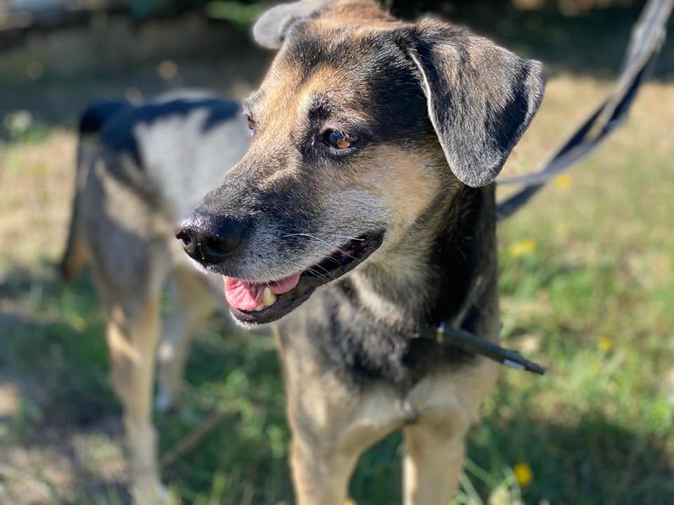 Dino - Deutscher Schäferhund - Bild 1