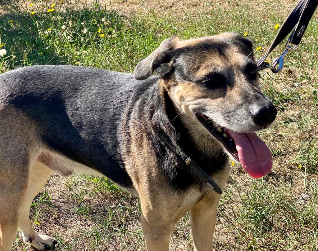 Dino - Deutscher Schäferhund - Bild 2