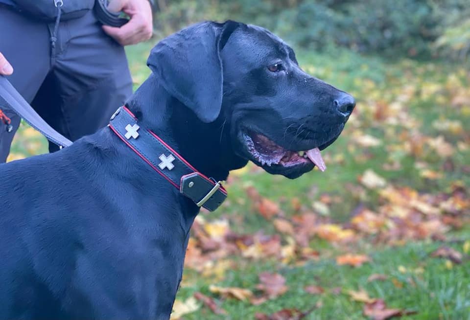 Alwa - Cane Corso Italiano - Bild 2