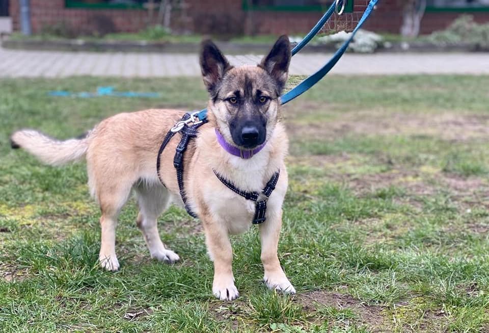 Zorrilla -  - Bild 2