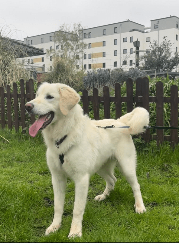 Beny - Kuvasz - Bild 2