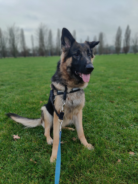 Luna - Hovawart, Deutscher Schäferhund - Bild 1