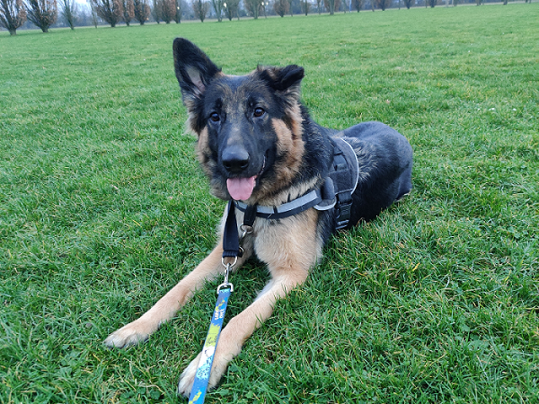 Luna - Hovawart, Deutscher Schäferhund - Bild 2