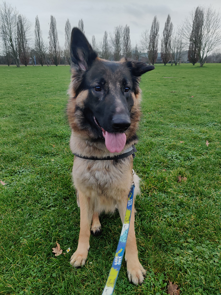 Luna - Hovawart, Deutscher Schäferhund - Bild 3