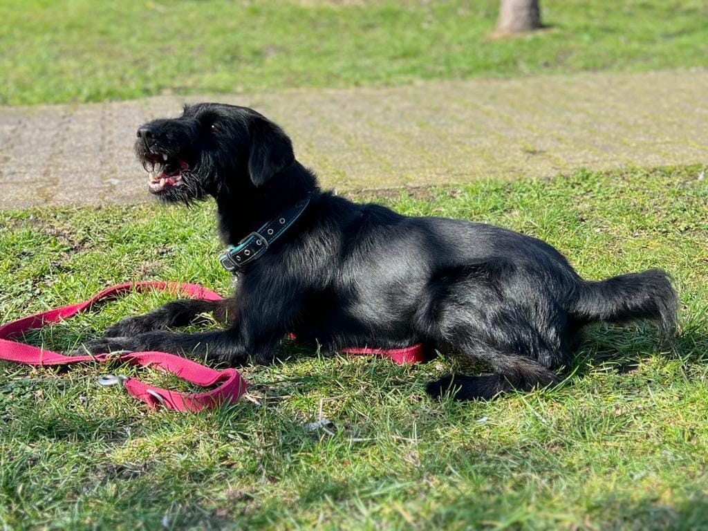 Zwergschnauzer-Mix Monty