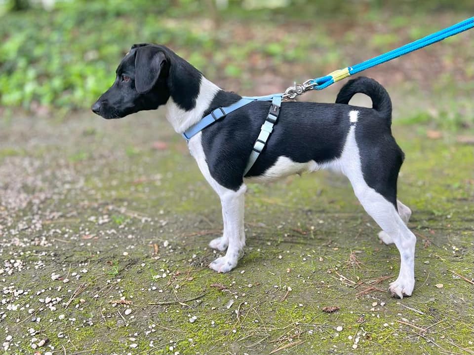 Jack Russell Terrier Julchen