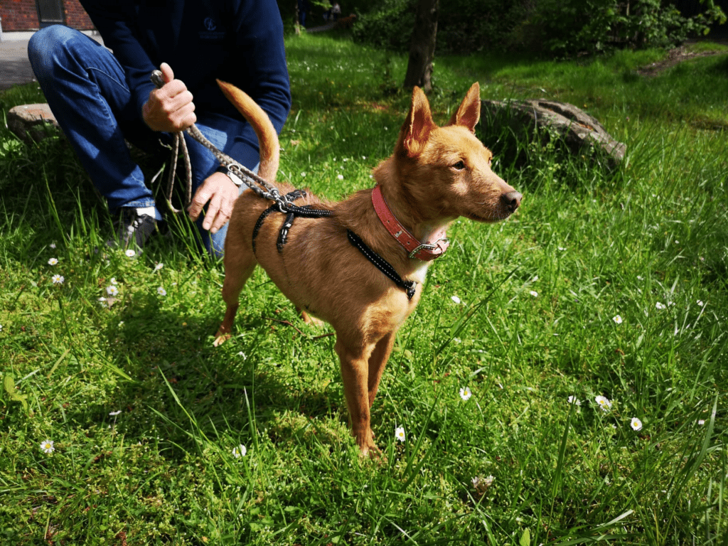 Podenco Canario Golfo