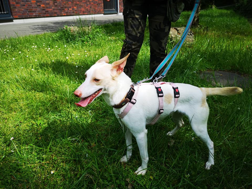 Podenco Canario-Mix Perla