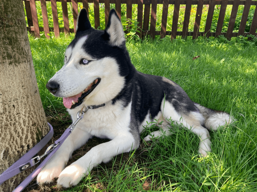 Siberian Husky Charly