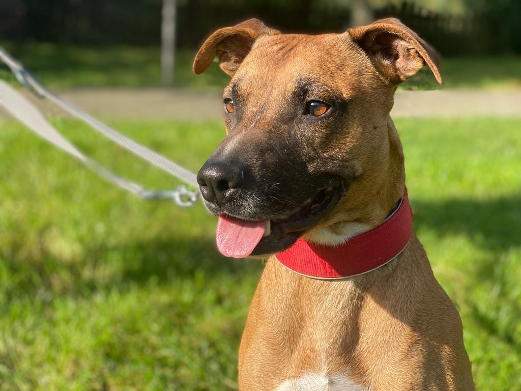 Staffordshire Bullterrier-Mix Staffmix-rüde nou