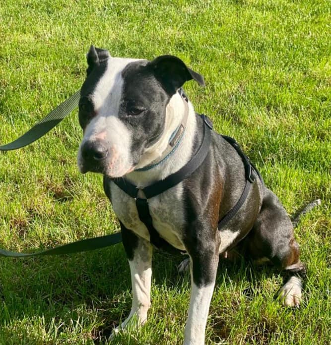 Staffordshire Bullterrier-Mix Lilli